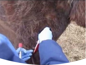 взятие крови у поголовья крупного рогатого скота